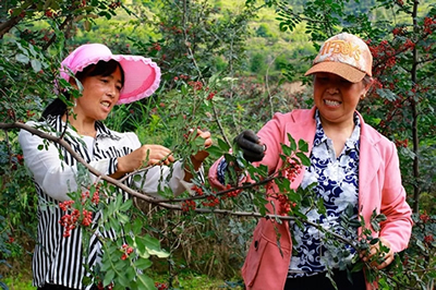 2019武都花椒產(chǎn)銷對(duì)接（電商）洽談會(huì)在階州廣場隆重開幕~