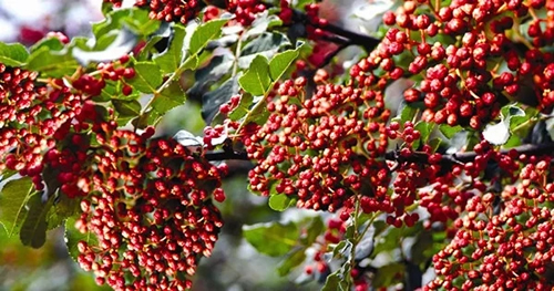 2019武都花椒產(chǎn)銷對(duì)接（電商）洽談會(huì)在階州廣場隆重開幕~